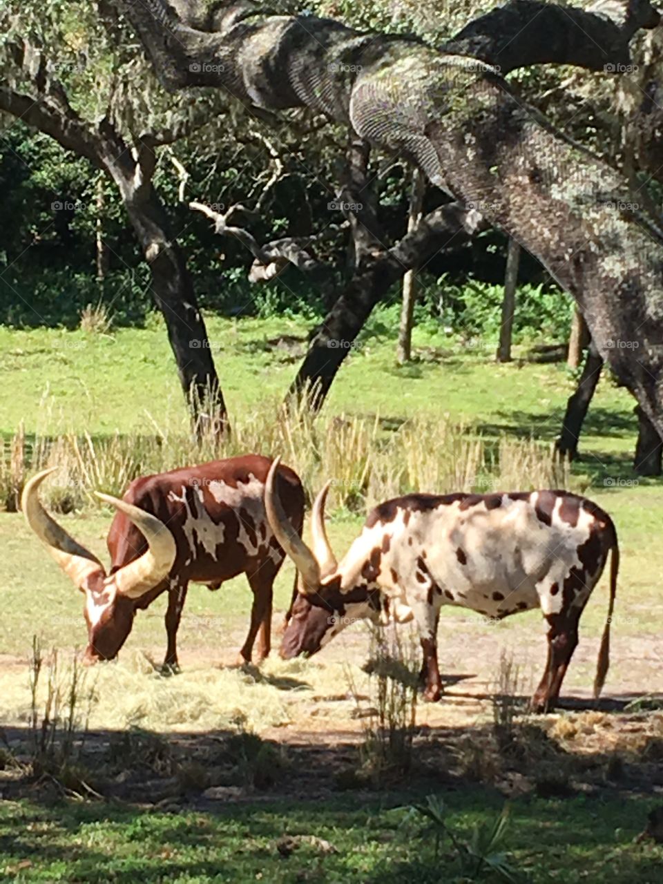 Two watusi cattle graze in the midday sun have a warm day. 