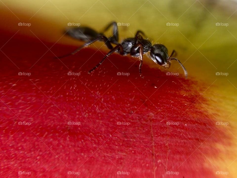 Nice ant | Photo with iPhone 7 + Macro lens.