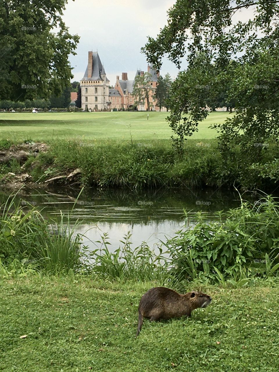 Wild animal living in harmony with patrimonial place