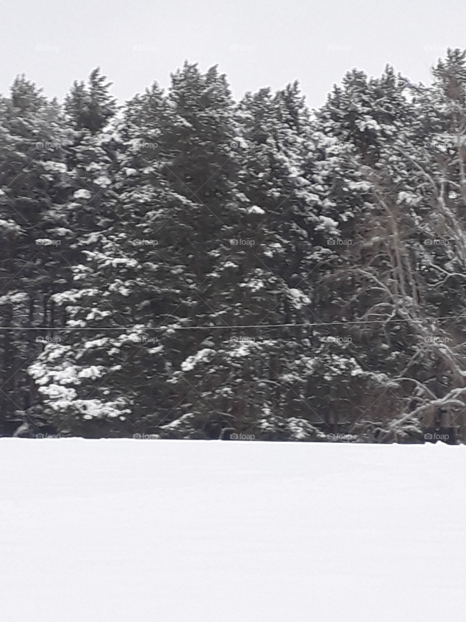 Snow, Winter, Tree, Landscape, Weather