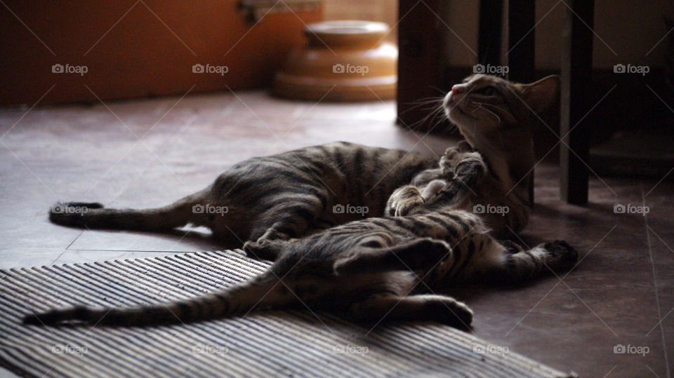 Beautiful Cat and kitten time