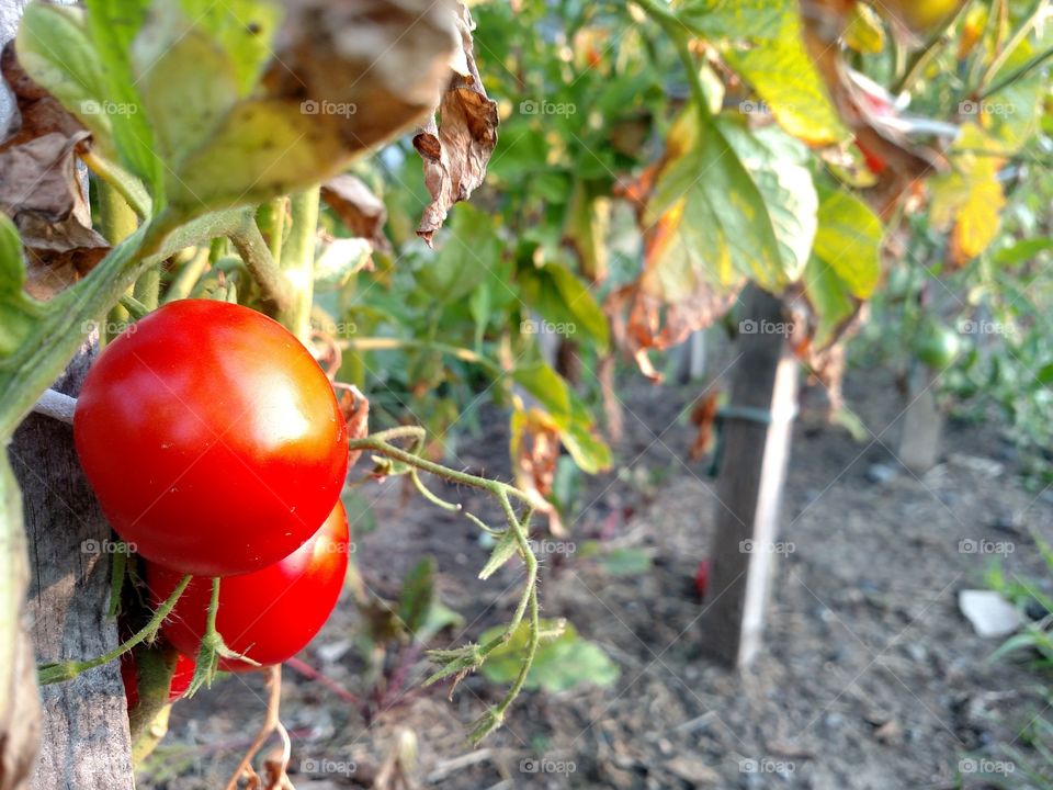 Fall garden tomatoes.