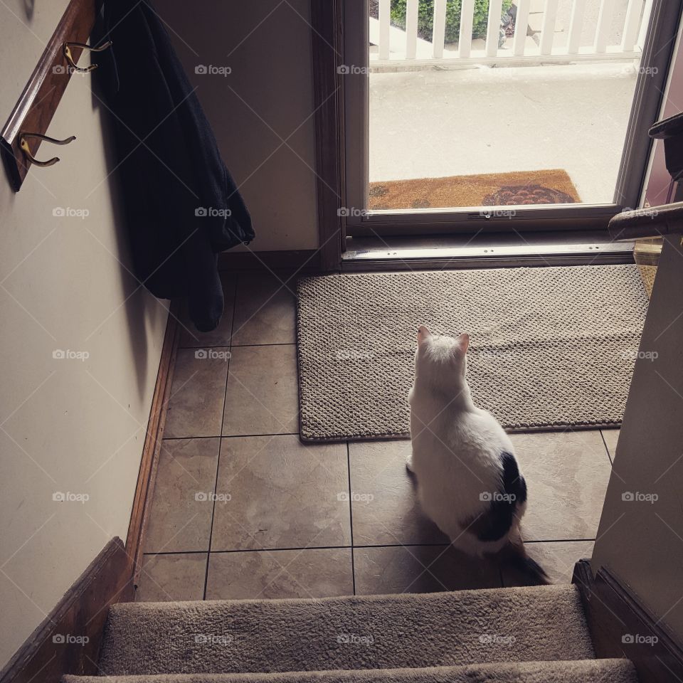 Window, Cat, Portrait, Indoors, One