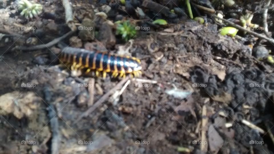 Centipede on the Move