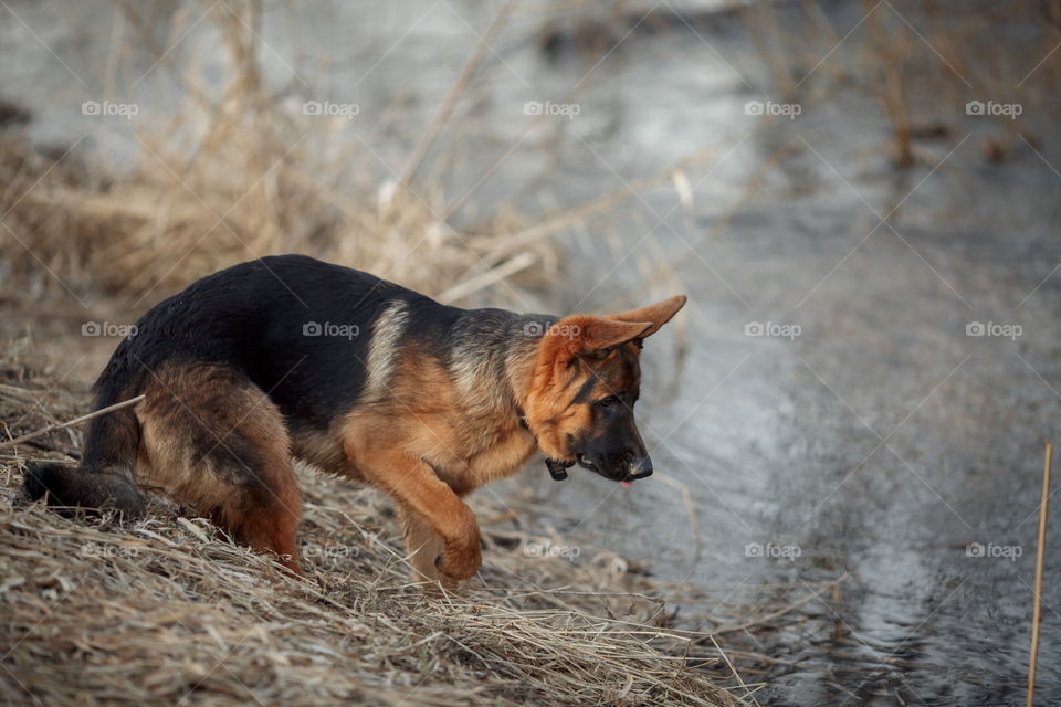 German shepherd 8-th months puppy in a spring forest near river