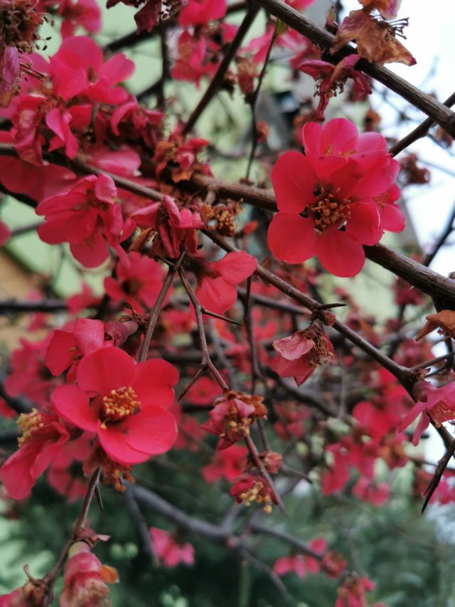 Spring is coming