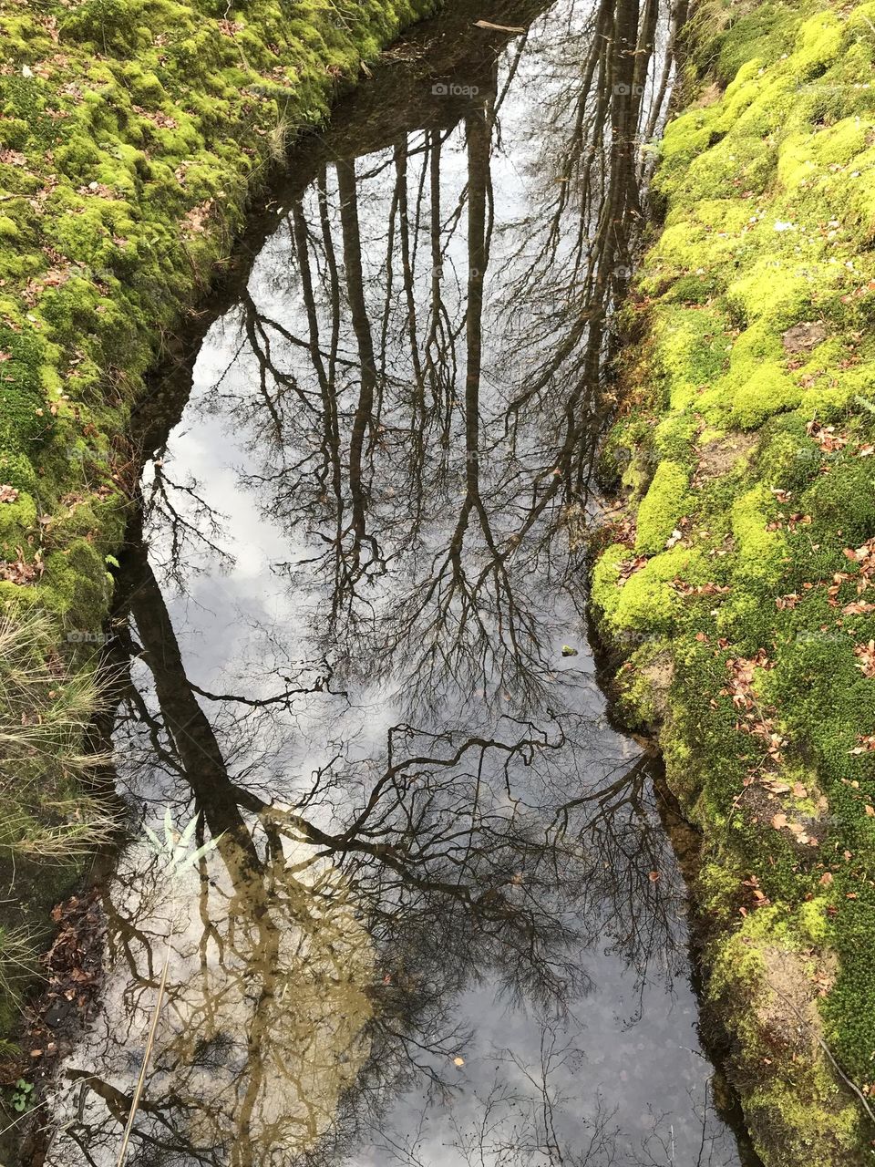 River with water mirrored in the middle of the trees