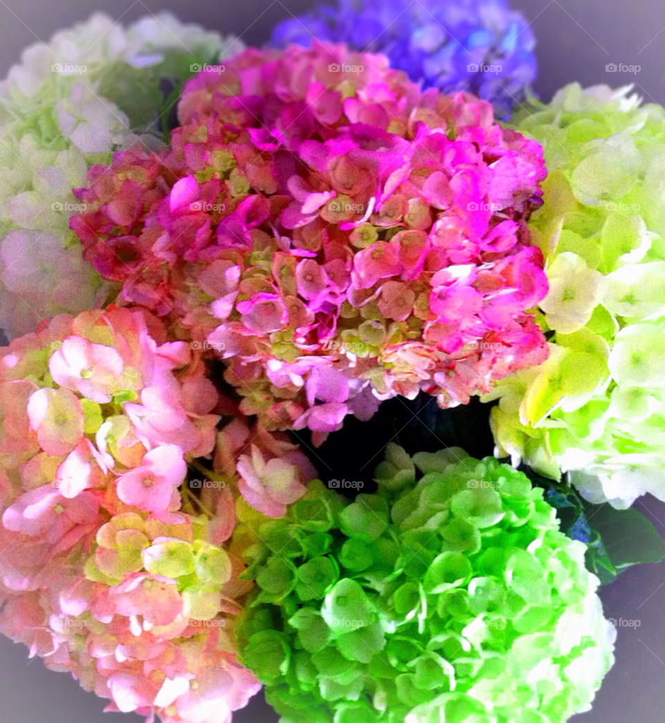 spring flowers happy rainbow by cagedheat