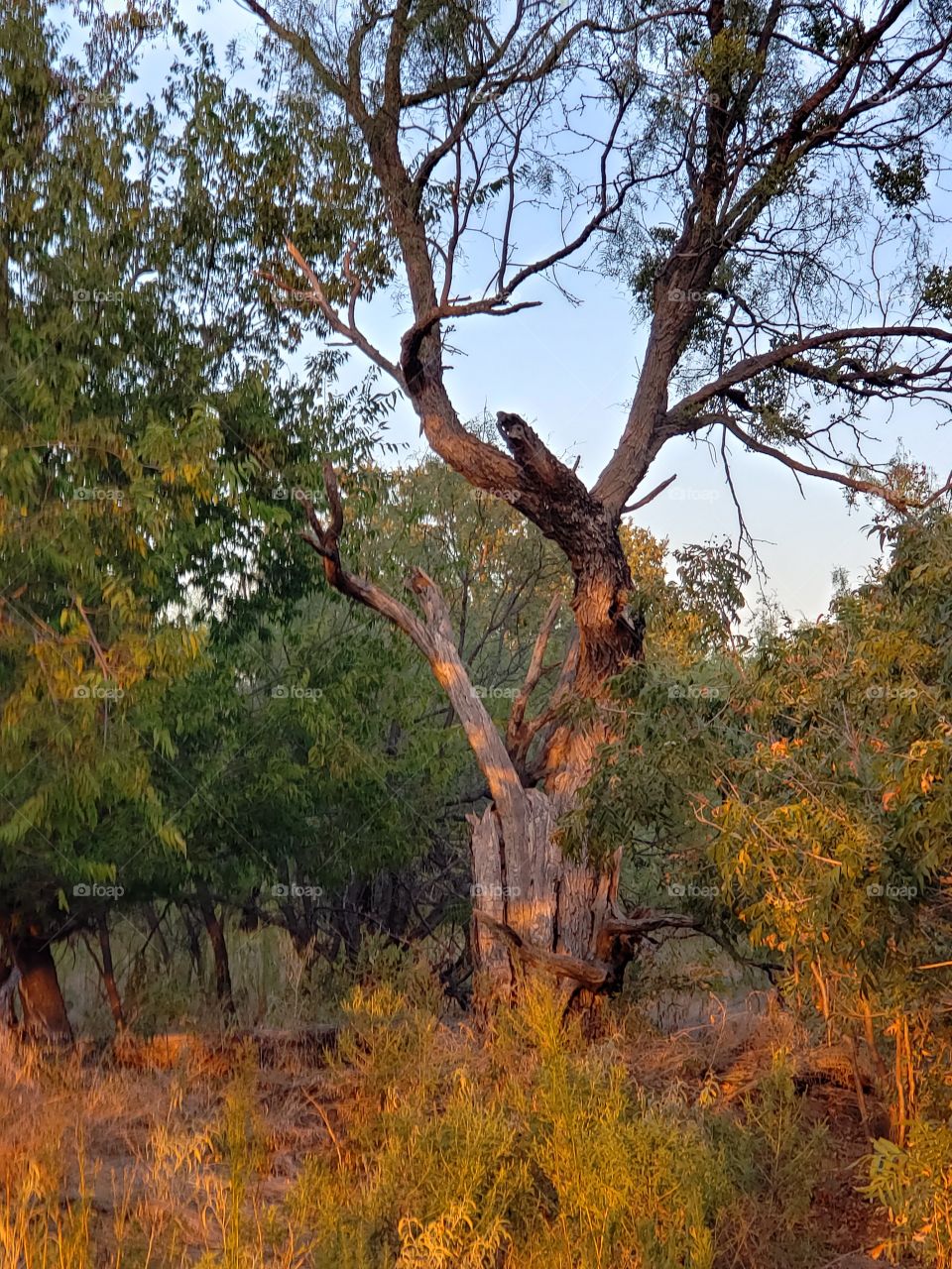 old mesquite tree