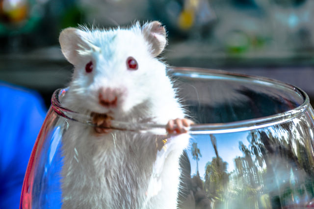 Mouse