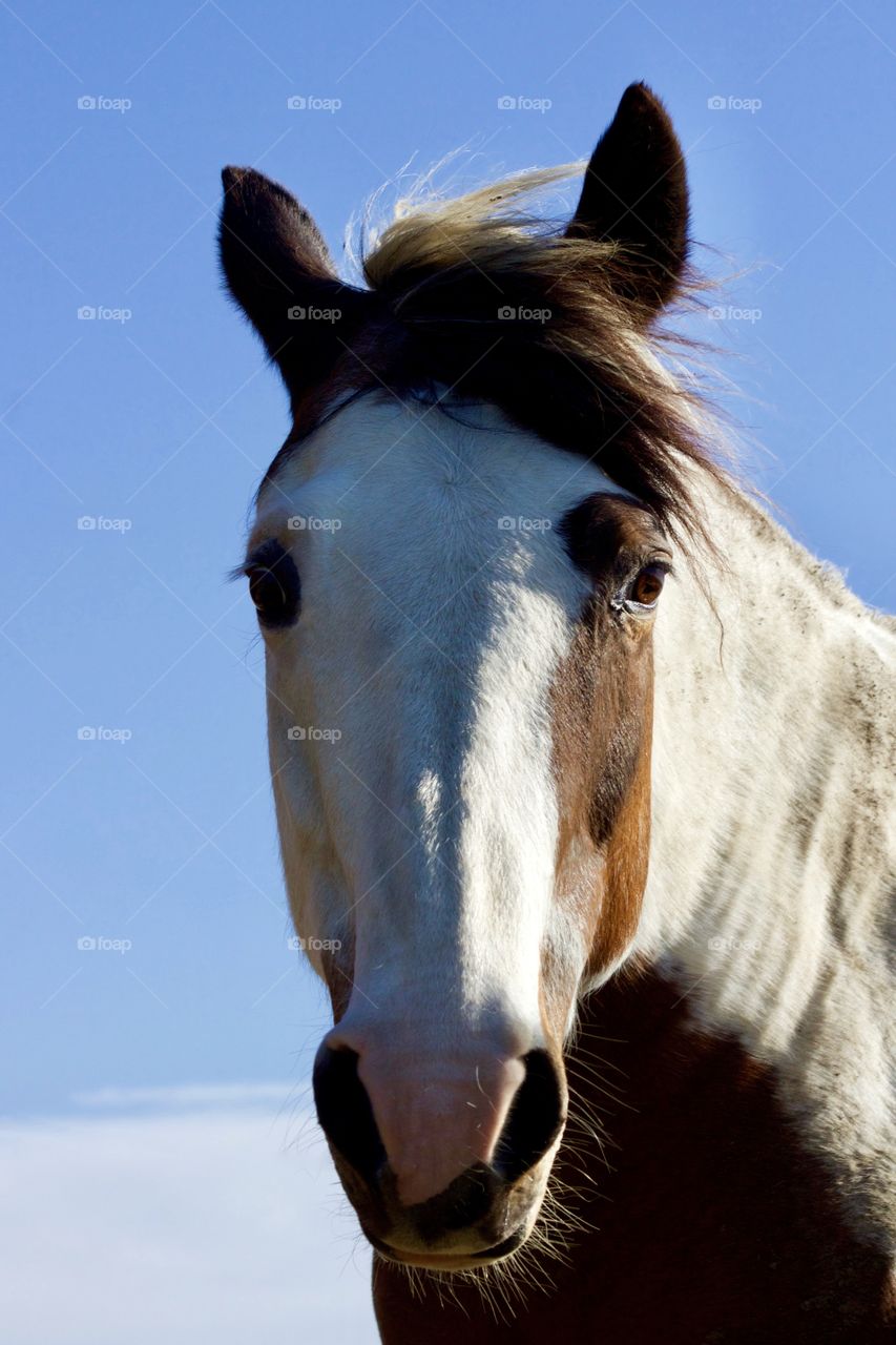 Low-angle headshot of a horse on a breezy day against a clear blue sky