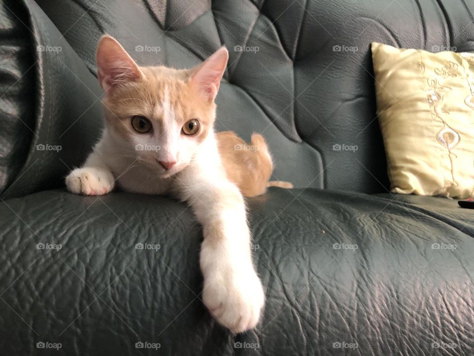 Beautiful cat looking at camera.