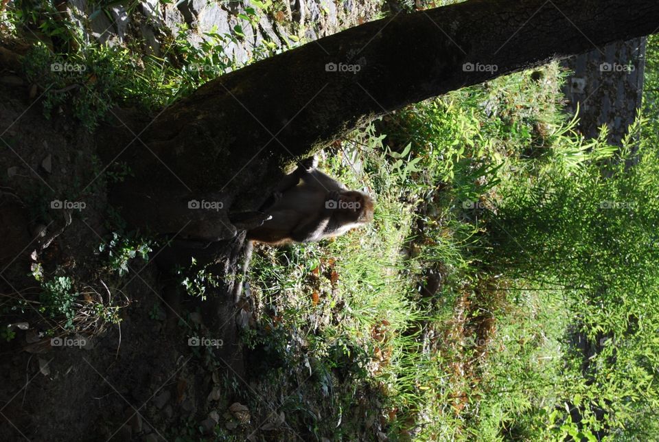 Wood, Nature, No Person, Tree, Outdoors