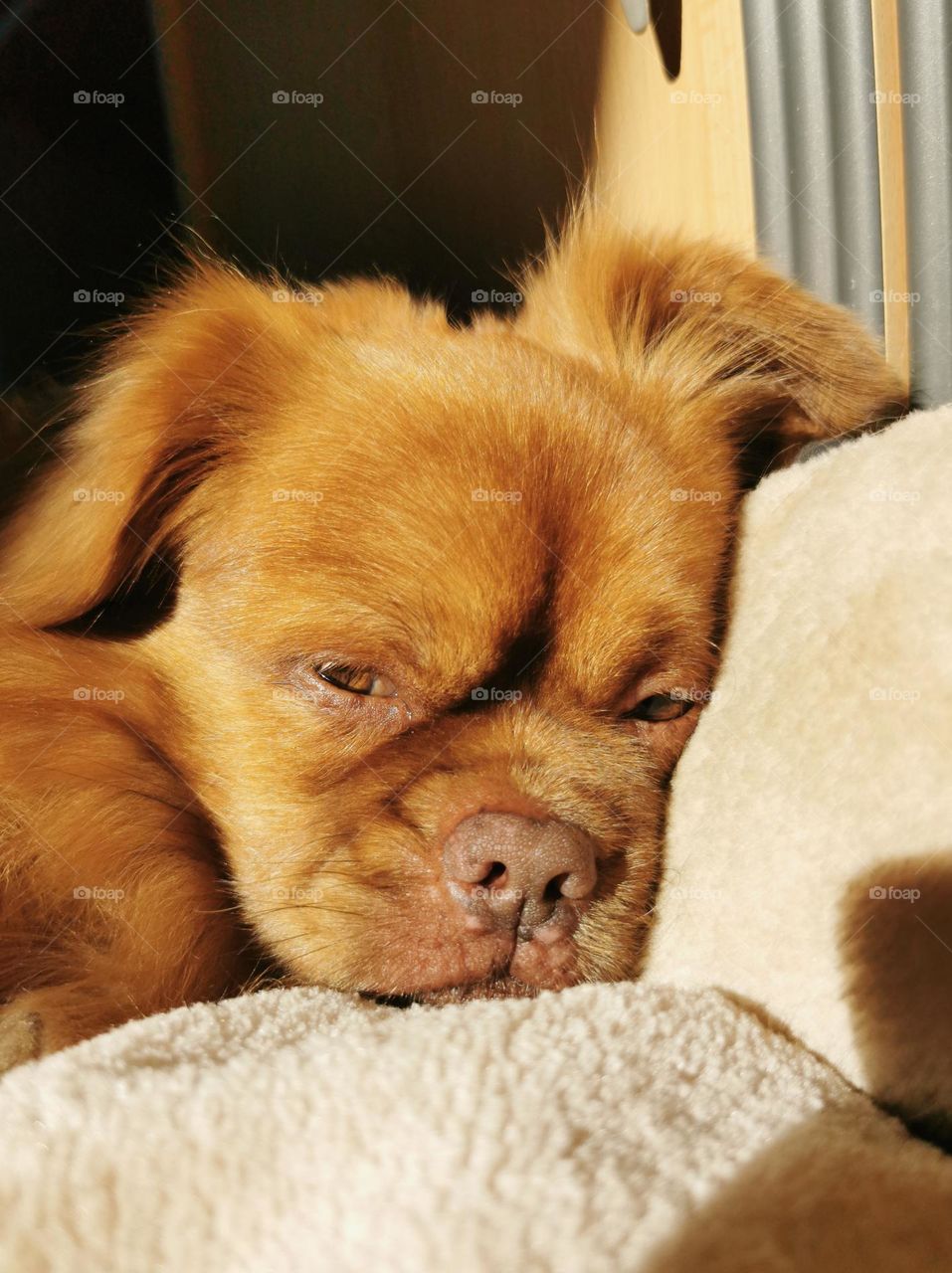 Closeup portrait shot of cute little brown dog