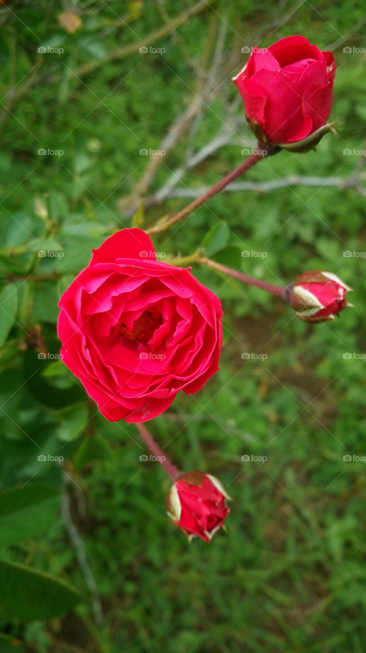 the most beautiful blooming red rose in my farm