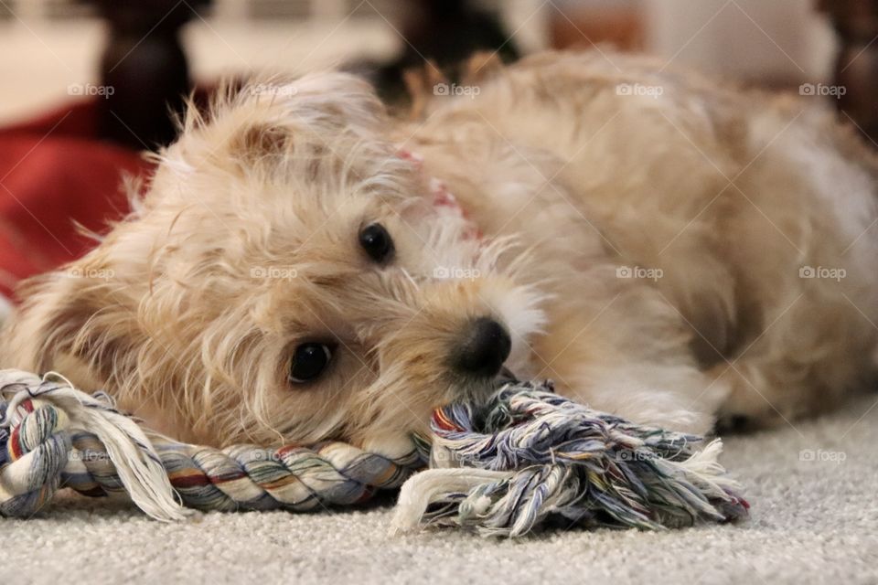 Yorkiepoo puppy