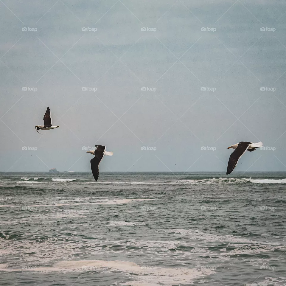 Fly 