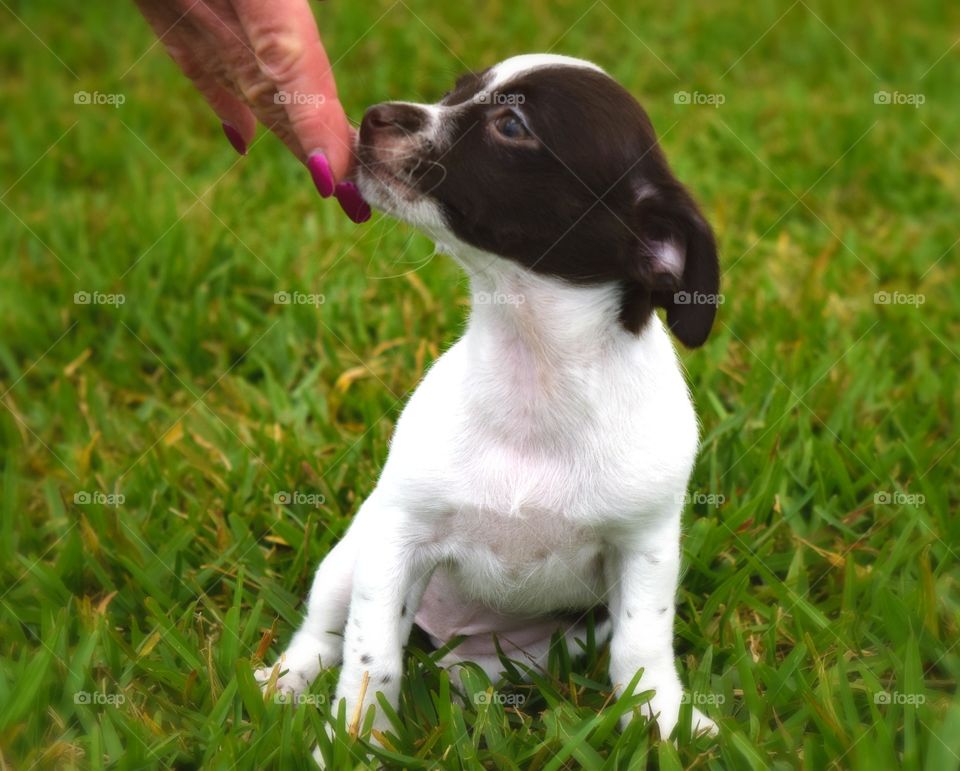 A woman touching a puppy dog