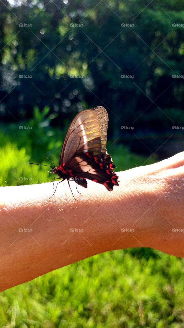 Recebi um carinho de uma linda borboleta preta com pontilhados vermelho e branco, delicada beleza.