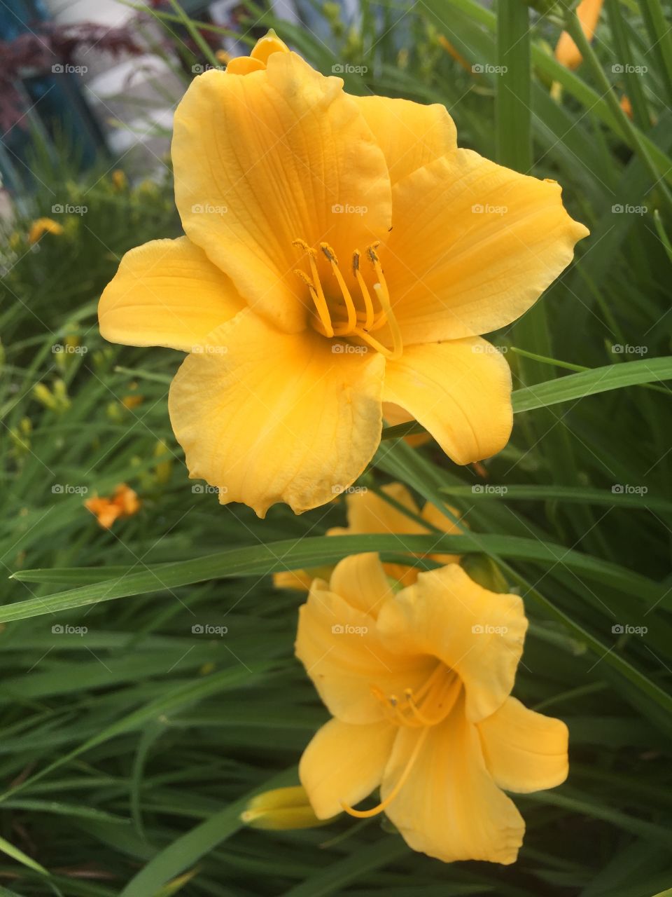 Gold flowers. Gold flowers blooming