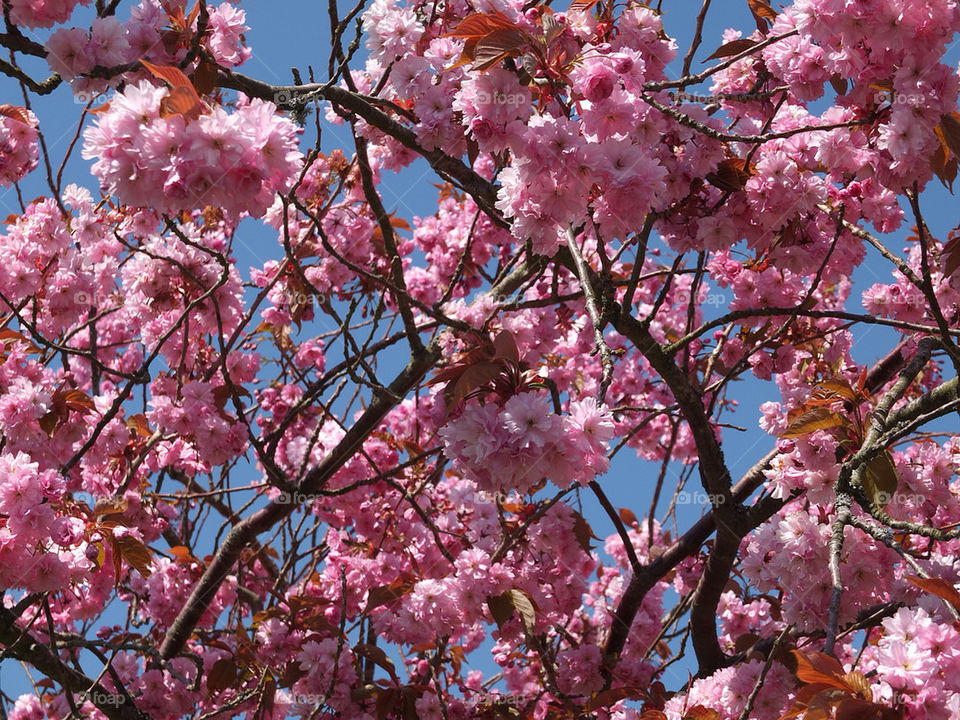 träd körsbärsträd japansk blomning by pretender