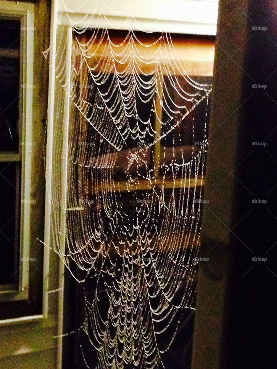 SPIDER WEB AFTER RAIN