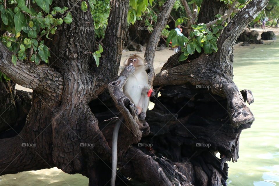 The monkey is waiting feeding