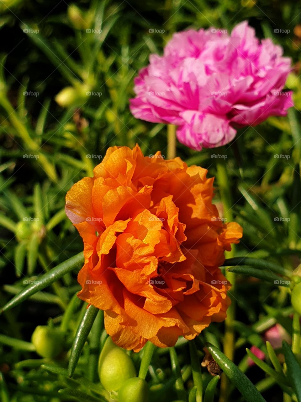 the portulaca grandiflora