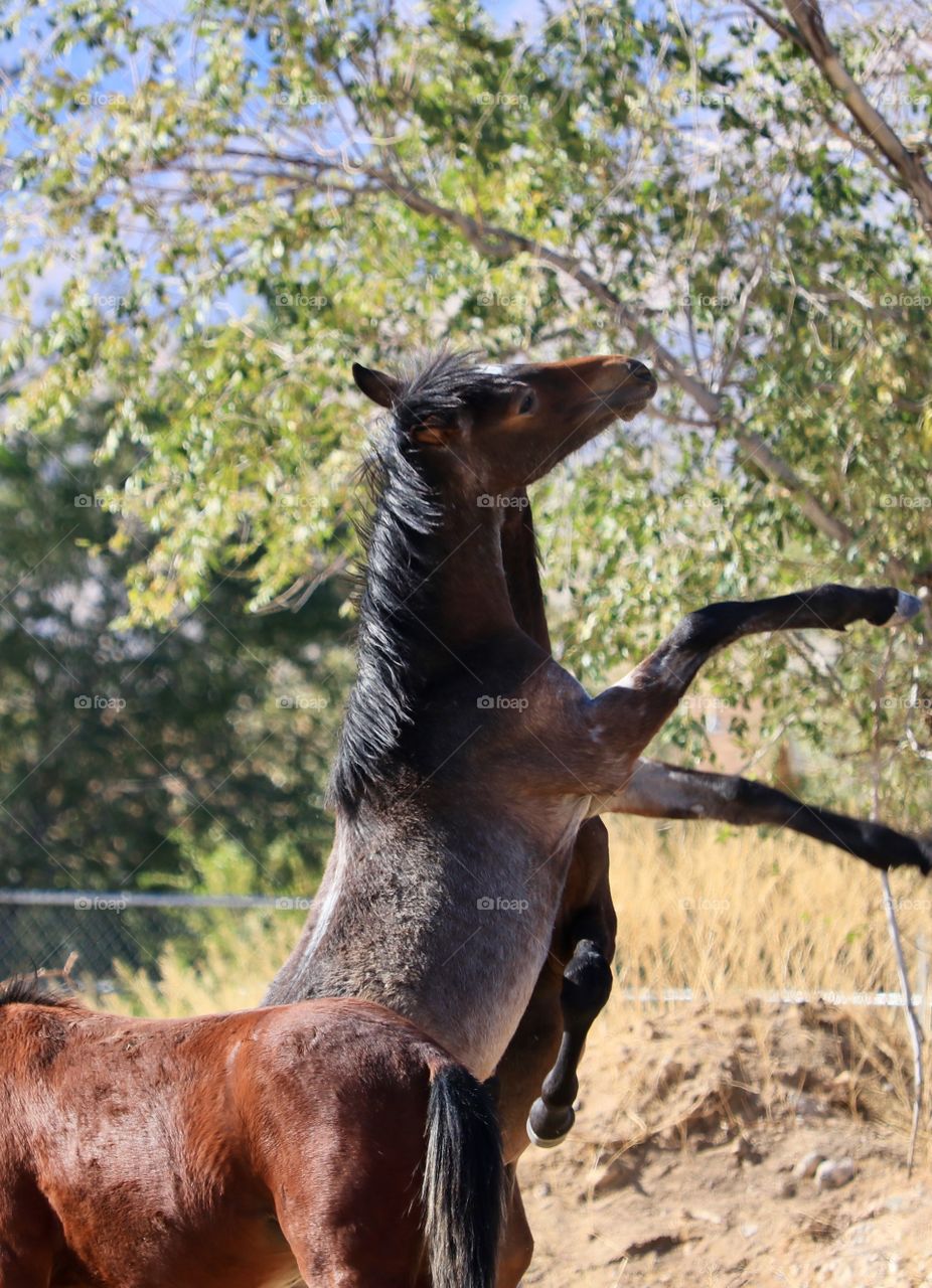 Wild American mustang colts horses rearing standing on back legs 