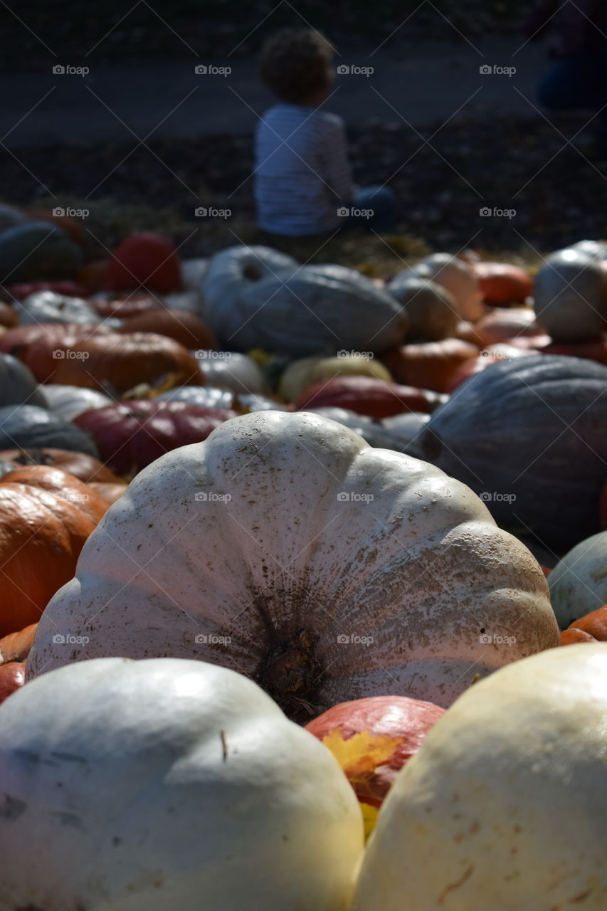 autumn colors, fall time, colorful pumpkins