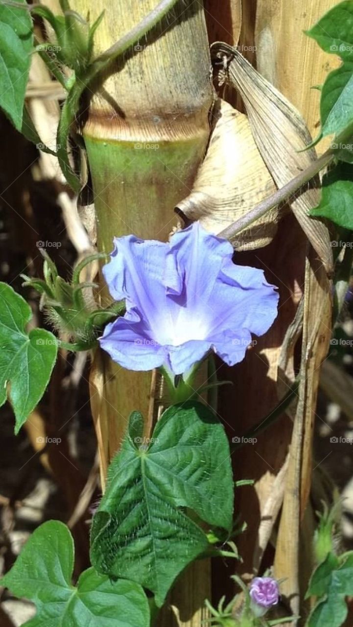 Corn Stalk Flower