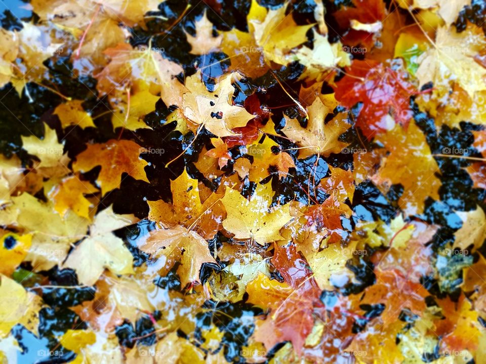 Leafs in a pool of water