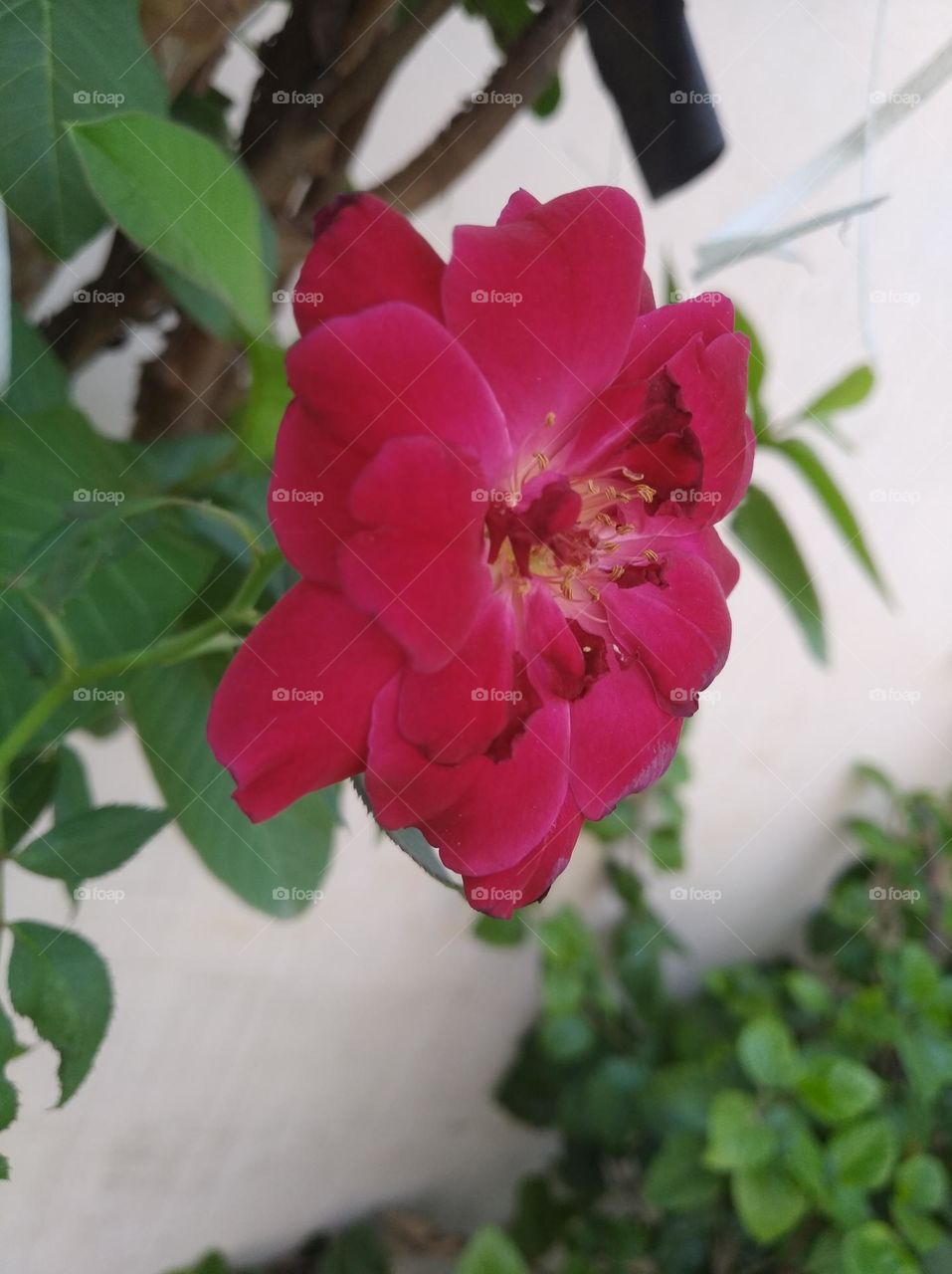 Asian rose pink colour small size shurb looks very beautiful generally found everywhere seasonal