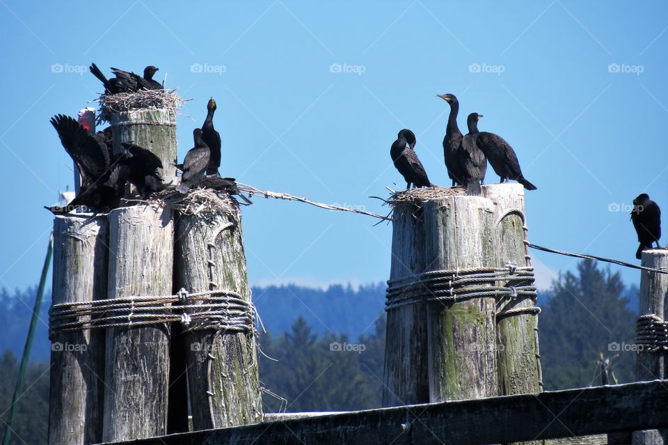 Nesting Corrmorants. 