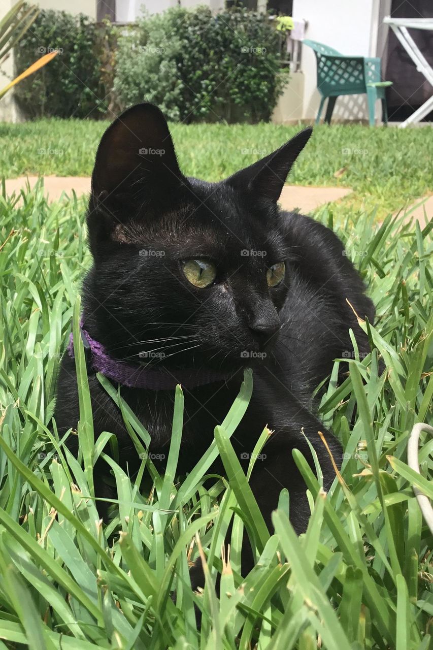 Cute Black kitty sitting in the grass