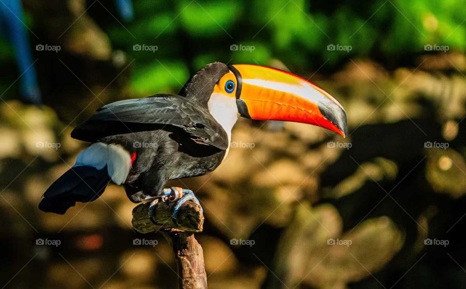 Colors in the Collision of Plant and Animal Spirits in Nature