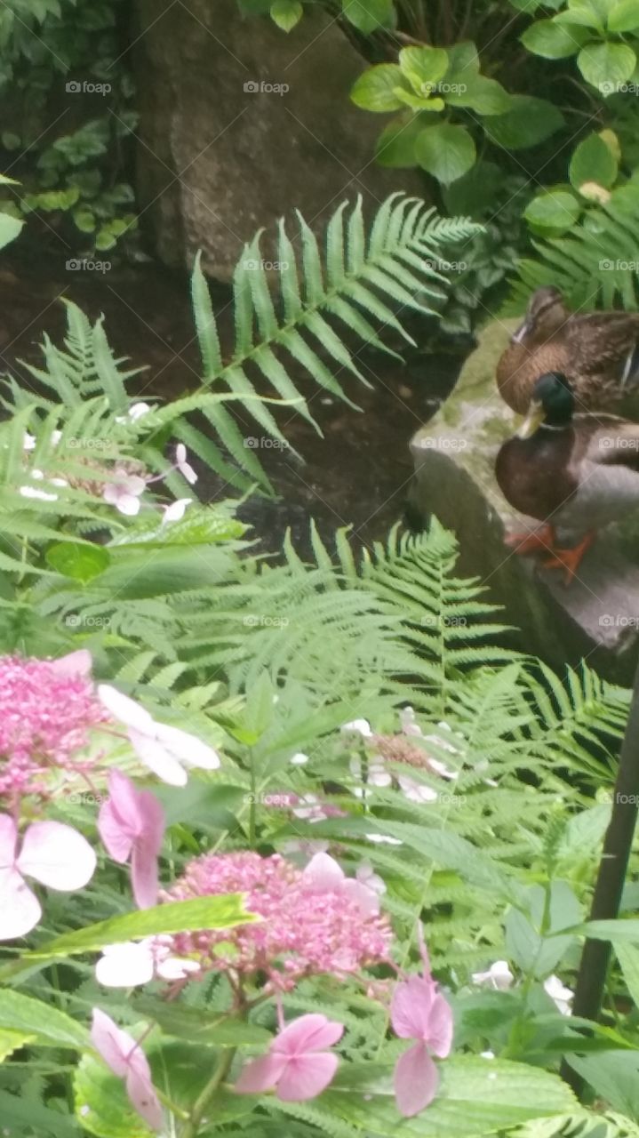 Ducks in the Foliage