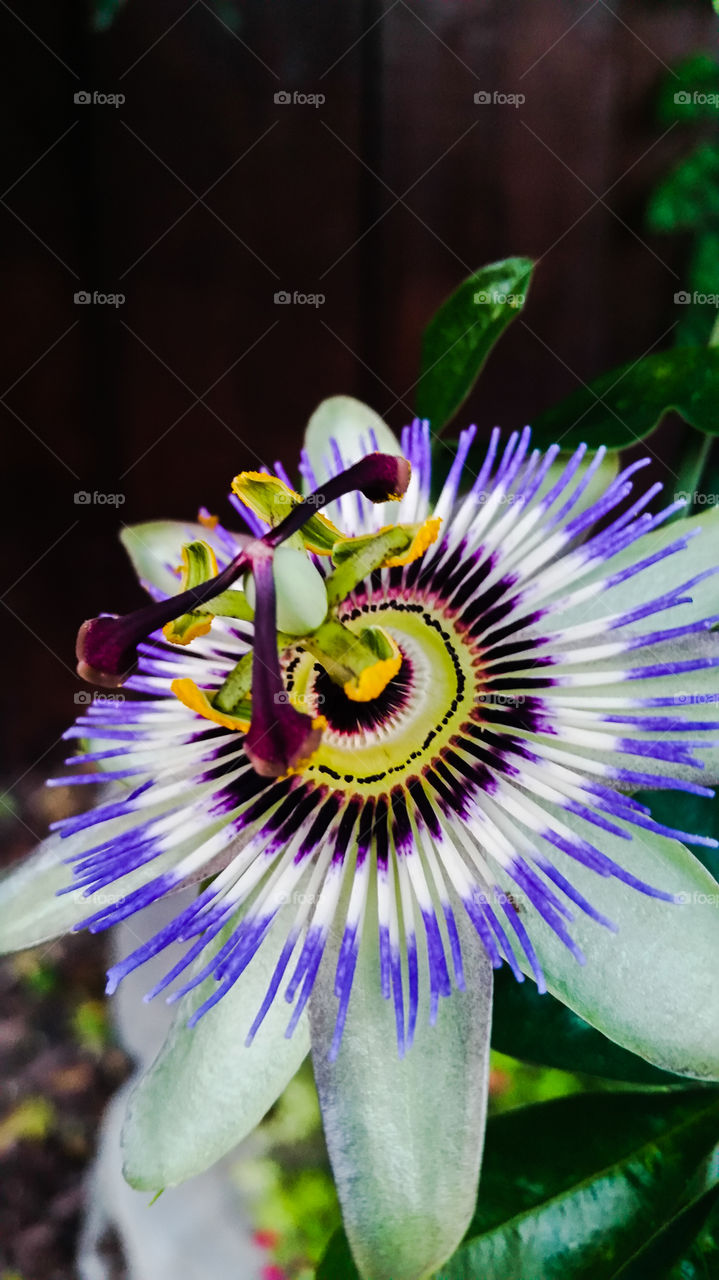 Passion Flower