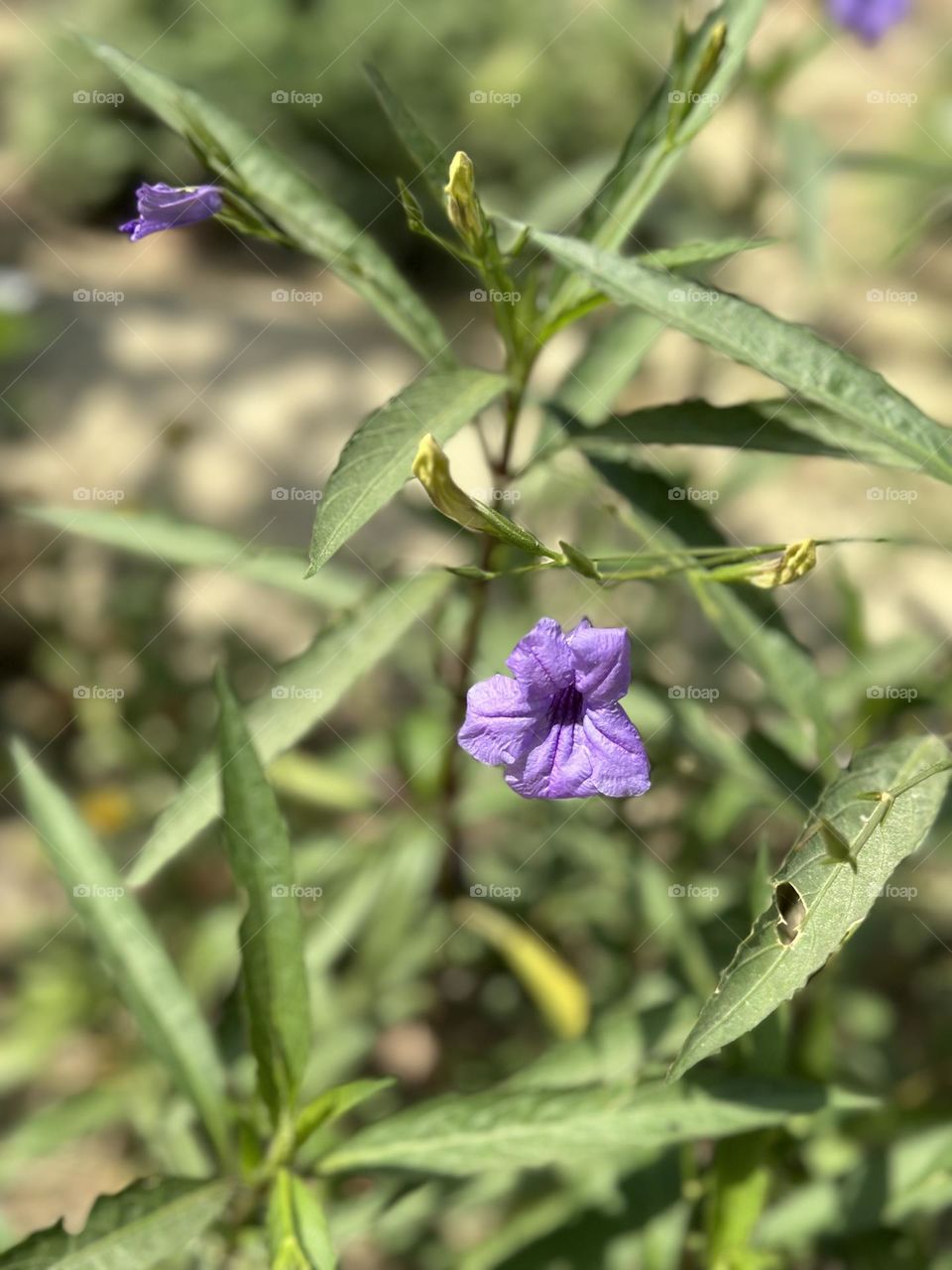 Lavender flower