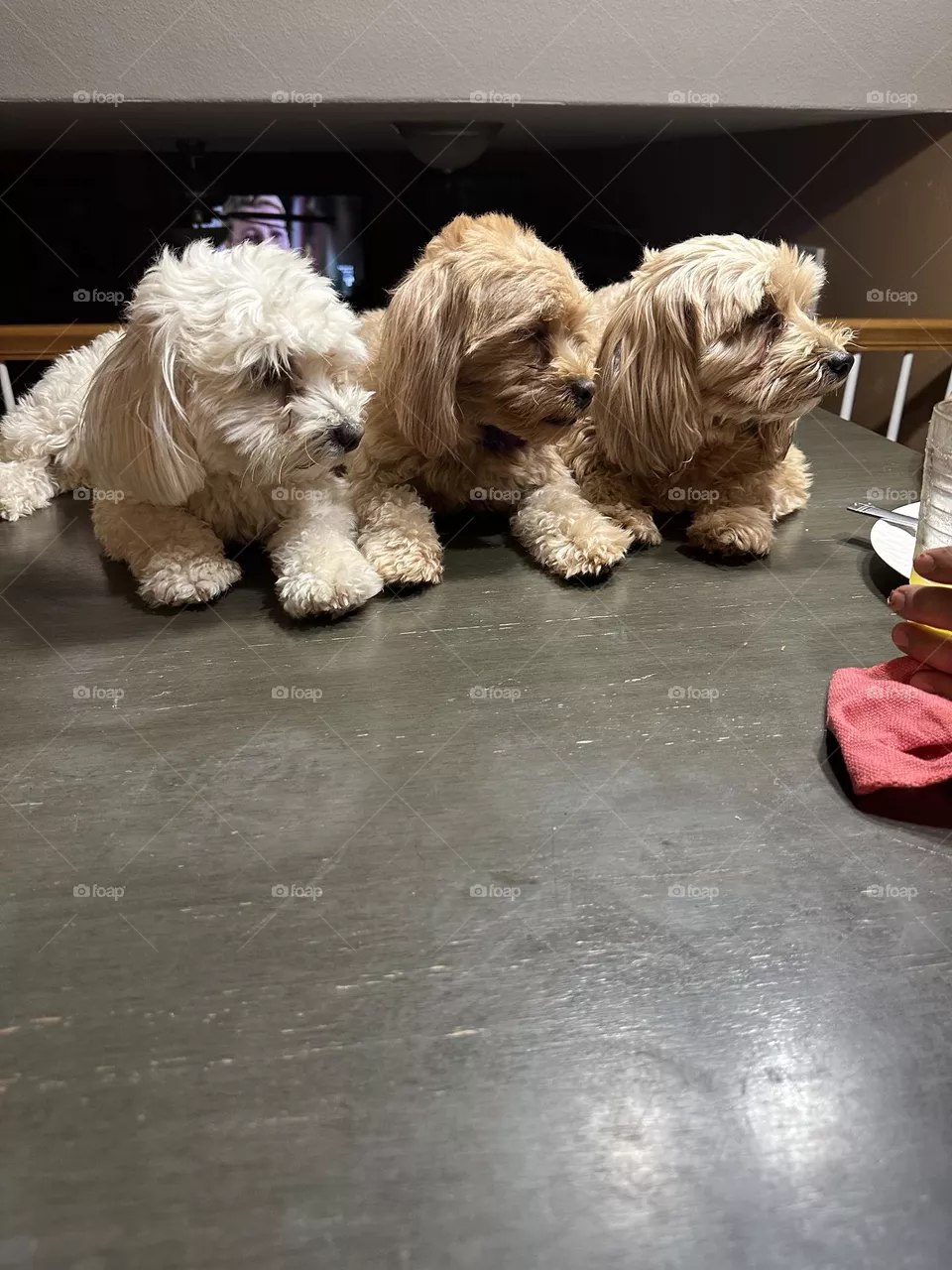 dogs #love