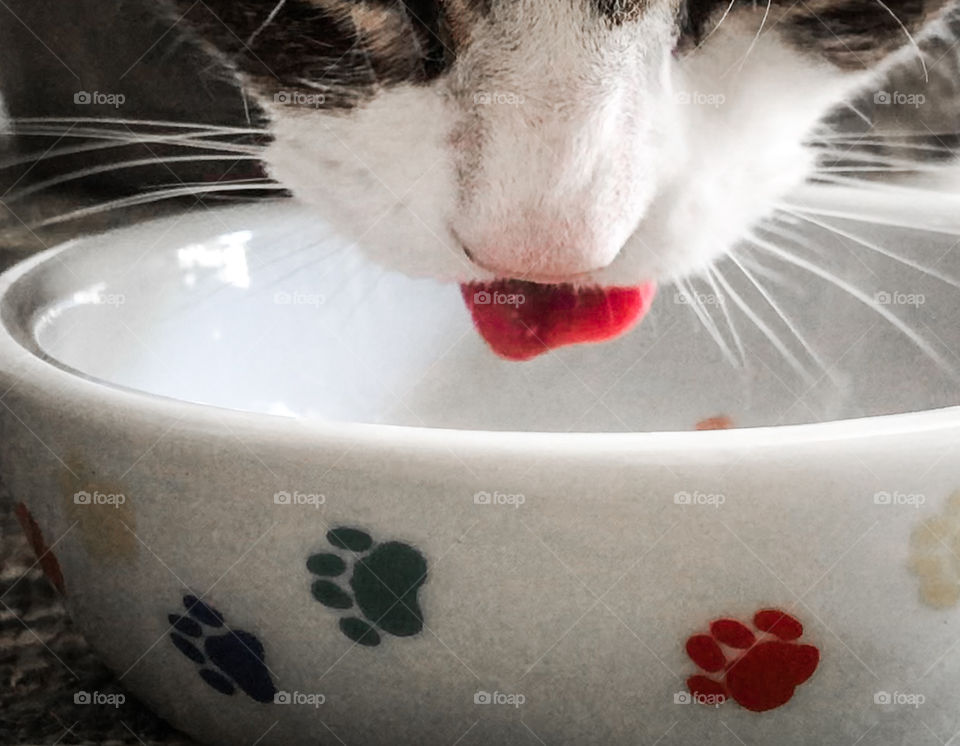 The little pink tongue and white whiskers of a cat whilst she eats from her paw patterned bowl