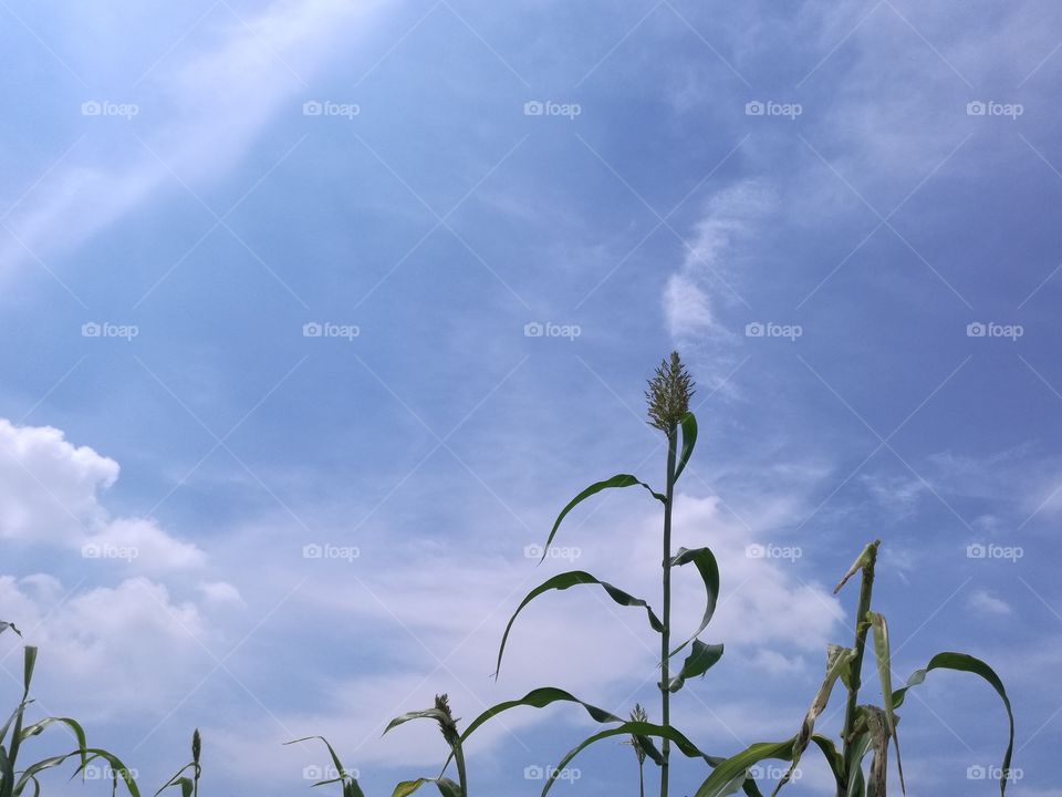 Crop with Clouds Background