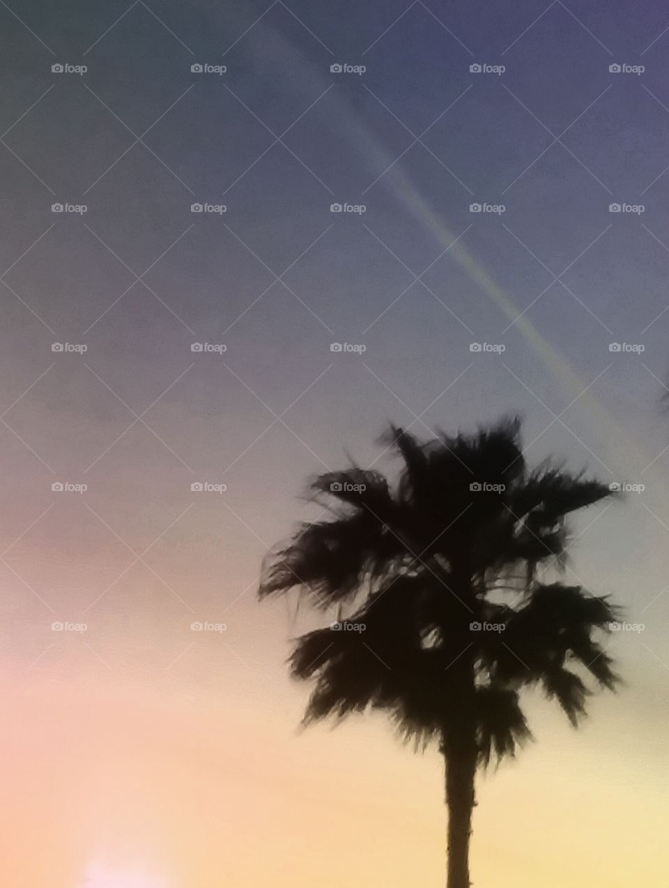 Sunset Colors w Palm Tree