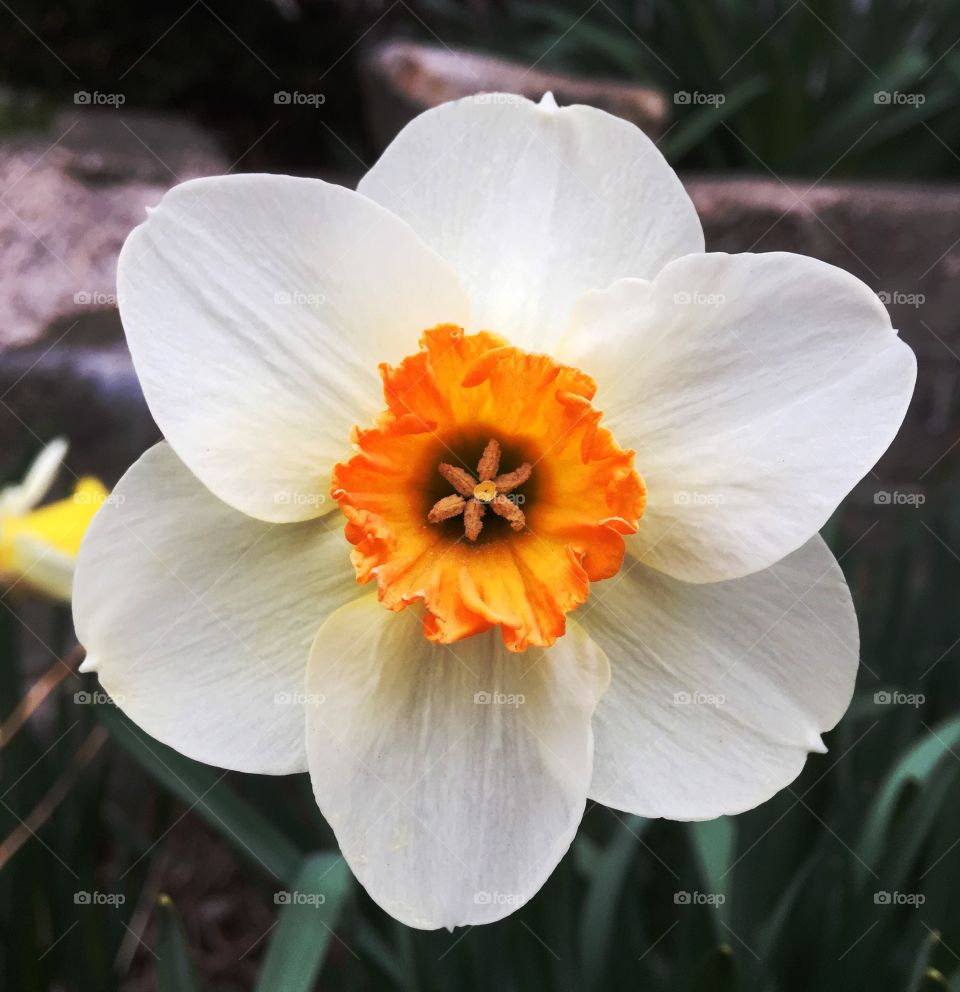 Daffodils in spring on a cool night in New England.