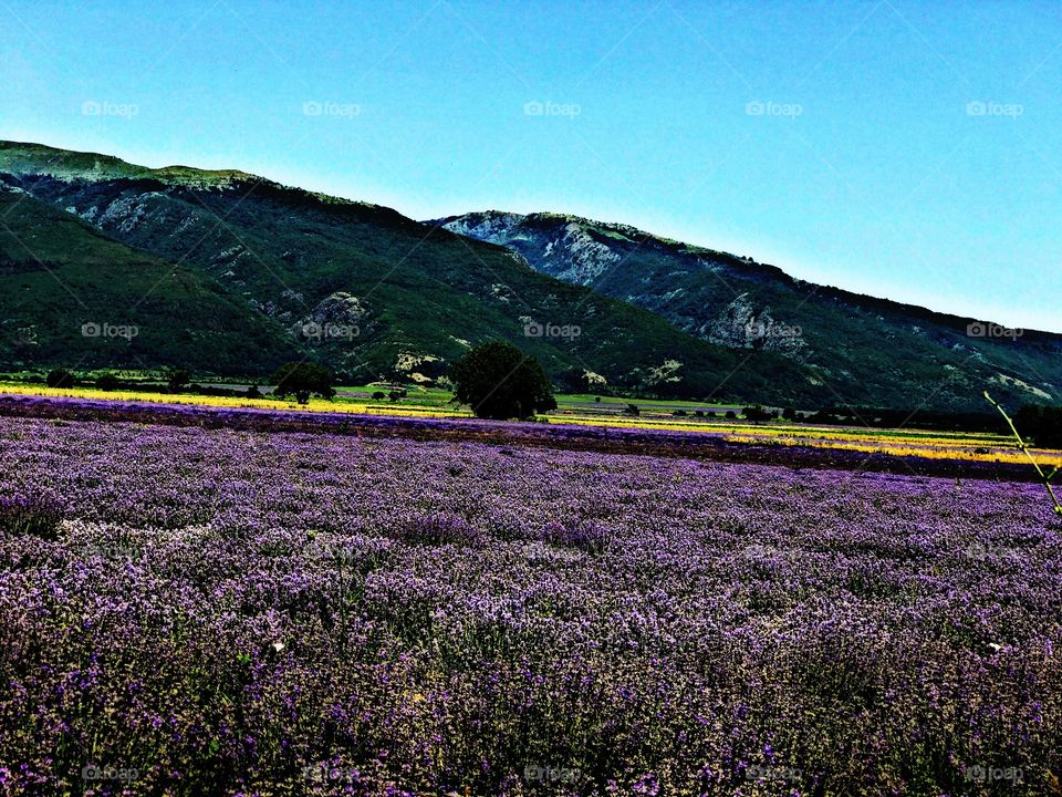 The Valley of The Lavenders 