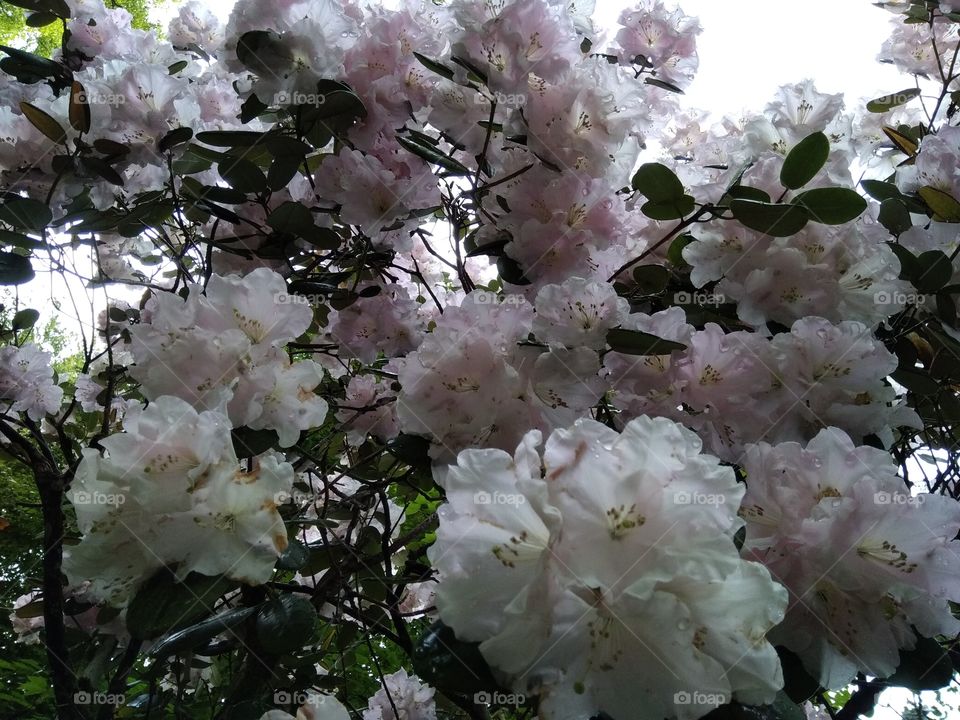 Kurpark in Bad Wildbad