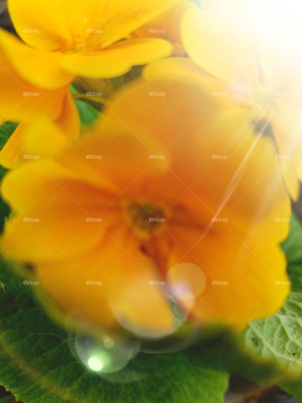 sunshine flower