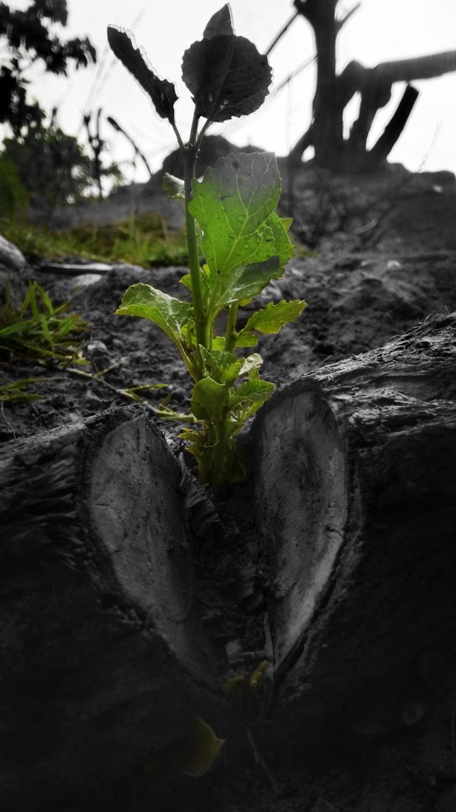 Small tree