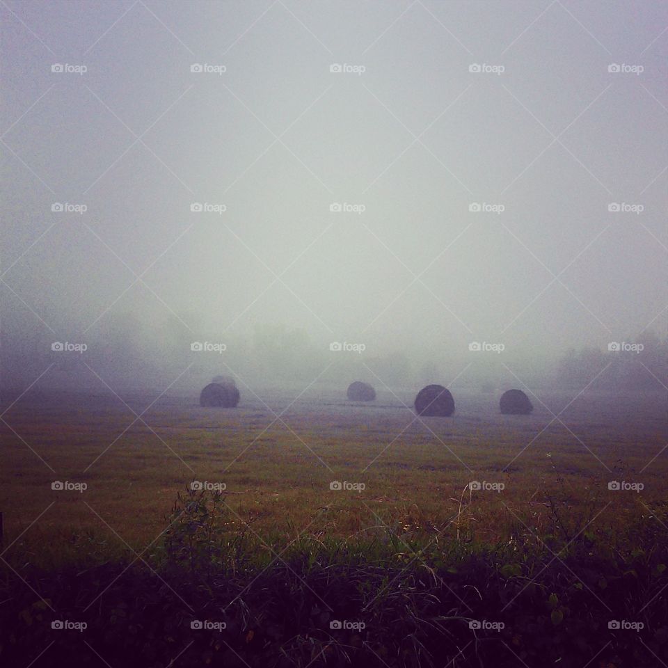 misty farm. hay field early in the morning