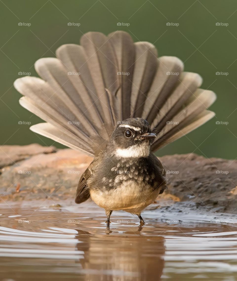 Fantail Bird Bathing In Shallow Water